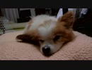 クッションの上でまったりするワンコ（パピヨン）1