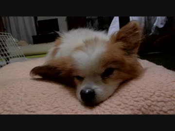 クッションの上でまったりするワンコ（パピヨン）1