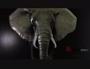 Maura Glass art -Animals Elephant/Lepard/Zebra