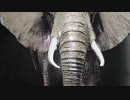 Maura Glass art -Painting detail of Animals Elephant/Lepard/Zebra