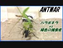 第940位：パラポネラvs緑色の捕食者～最強の槍と盾～