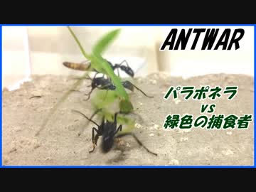 パラポネラvs緑色の捕食者～最強の槍と盾～