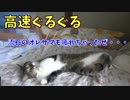 高速ぐるぐるに疲れてしまったオレサマ猫