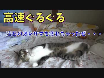 高速ぐるぐるに疲れてしまったオレサマ猫