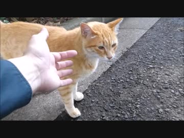 空腹で機嫌が悪い野良猫をしつこく撫でまくった結果