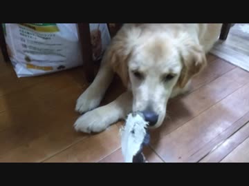 ゴールデンレトリバー２