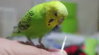 楊枝をカジカジ