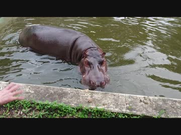 貴様、飼育員ではないな！？