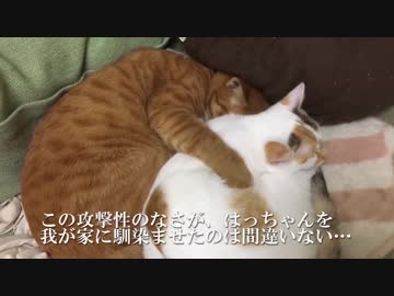 破壊姫子猫、巨大ベテラン子猫の甘えを受け止める