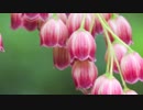 【NNI】your music【オリジナル】