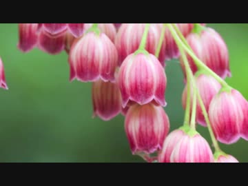 【NNI】your music【オリジナル】