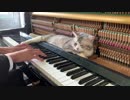 【Piano】子守唄に癒やされるヌッコ