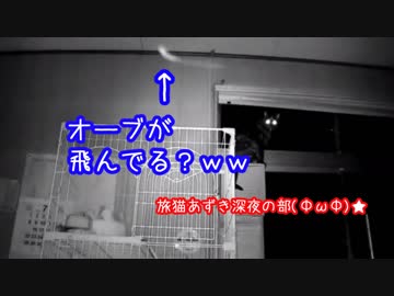 【サビ猫】真夜中に何が見えるの！？(・д・)【赤外線モード】
