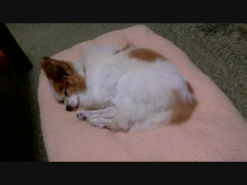 クッションの上でまったりするワンコ（パピヨン）2