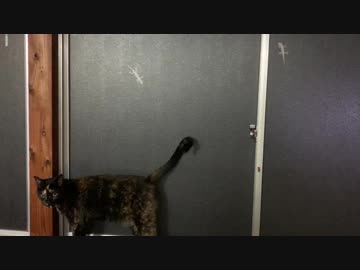 あずきとヤモリ