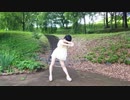 【月野奈月】てるてる　踊ってみた