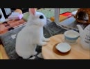 茶屋にうさぎのお客様がやってきた