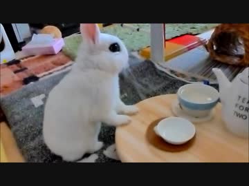 茶屋にうさぎのお客様がやってきた