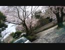 さくら