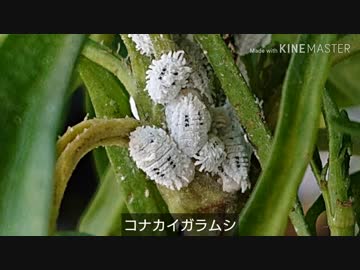 コナカイガラムシ