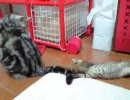 最近来たぬこ　その9