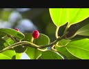 Red Berry on Green Leaves　増田勝紀