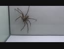 [閲覧注意!!] 再編集 アシダカグモにゴキブリを2匹与えてみた。 (Heteropoda venatoria)