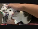 階段をのぼるとモフモフトラップが仕掛けられていた。（しかも３か所）