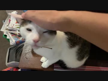 階段をのぼるとモフモフトラップが仕掛けられていた。（しかも３か所）