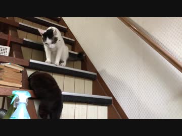 僕はお姉ちゃんと遊びたいのにゃー。