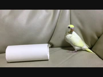 ピロロ \(･∀･)/ ピロロ 〜思い通りには いかないね〜