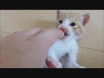 保護して間もない赤ちゃん猫と、とにかくじゃれあい続ける(=^・^=)
