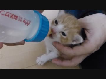 保護直後の赤ちゃん猫、初めてミルクをゴクゴク飲むのに成功(=^・・^=)