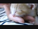 飼い主の指をチュパチュパしてお腹いっぱいになる赤ちゃん猫(=^・^=)