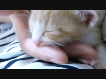 飼い主の指をチュパチュパしてお腹いっぱいになる赤ちゃん猫(=^・^=)