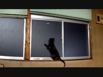 あずきとヤモリ②