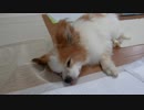 フローリングの床の上でまったりするワンコ（パピヨン）