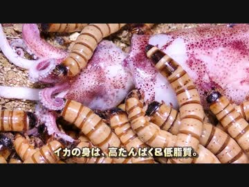 ジャイアントミルワームにイカをあげた。