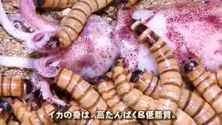 ジャイアントミルワーム 全11件 とりから Chさんのシリーズ ニコニコ動画