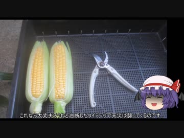 ゆっくり農民111トウモロコシを育ててみませんか？#9