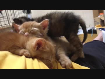 わちゃわちゃ子猫たち、腹の上で猫団子となる