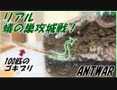 リアル蟻の巣攻城戦！アリの巣に侵攻する100匹のゴキブリ。