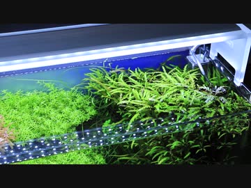 もはやストック水槽ではないアレの現状・その２１