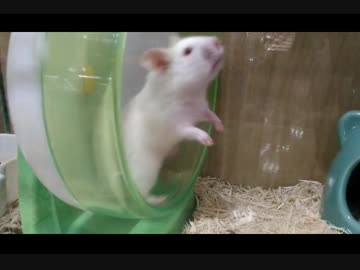 ダンスing・ハムスター