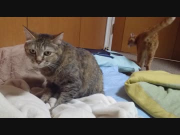 拾いねこ＠生後2576/2543日目　日常！