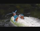 カワセミの親子