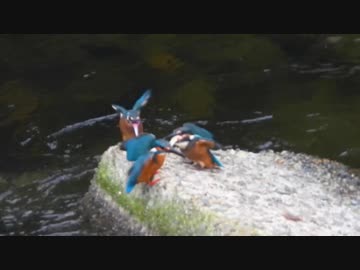 カワセミの親子