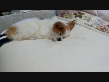 マットレスの上でまったりするワンコ（パピヨン）