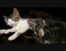 ●ウィと猫●不定期日記6月初旬