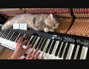 Piano woogie boogie massages for meow